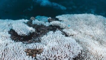 Las consecuencia del calentamiento del mar: blanqueamiento de corales afecta al 84% de los arrecifes del mundo