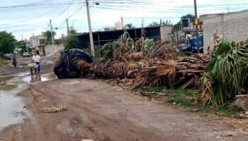 Gobierno de Nayarit arranca y abandona árboles para construir estadio