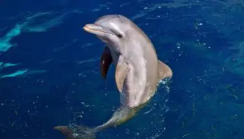 Delfín varado es maltratado y mutilado; Ministra de Ecuador anuncia investigación