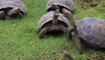 Curiosas imágenes dan esperanza a la supervivencia de las tortugas en América Latina | Reportaje fotográfico