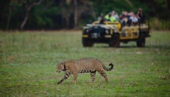 Onçafari: ecoturismo y jaguares en el Pantanal de Brasil