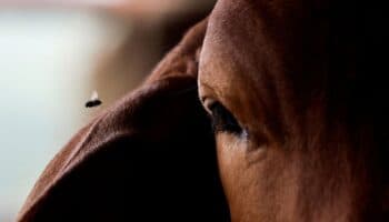 México ya suma 14,321 casos de gusano barrenador