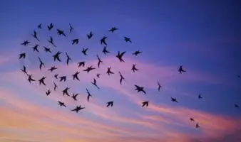 Perú rescata unas 500 aves silvestres que iban a ser comercializadas ilegalmente