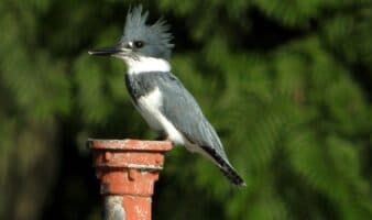 El espectáculo de las aves migratorias en Chapultepec | MHNCA