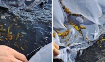 México: aumentan los permisos para capturar al pepino de mar café a pesar de que continúa sobreexplotado | Mongabay