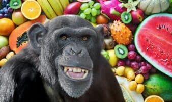 Estudio revela que los chimpancés ingieren el equivalente a dos copas de alcohol al día
