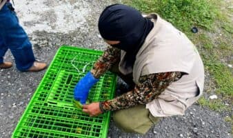 Tabasco | Rescatan a 40 animales víctimas de comercio ilegal