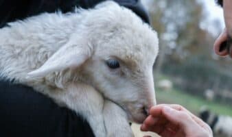 Día Mundial de los Animales: México debe tener su primera Ley General de Protección