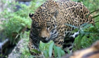 Una millonaria obra de energía amenaza al santuario Passiflora, refugio del jaguar en la Amazonía boliviana | Mongabay