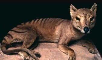 Los humanos han alterado el mundo animal tanto como la Edad de Hielo