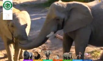 Un zoológico en Guadalajara es refugio de 300 especies, 85% en peligro de extinción