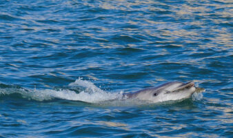 Delfín Mimmo sorprende en la laguna de Venecia