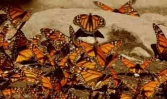 Mariposas monarcas y murciélagos magueyeros: buscan dos amenazados polinizadores en la isla más grande de México
