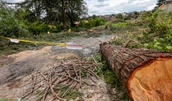 Diputados aprueban por unanimidad reformas que endurecen penas por delitos contra el ambiente