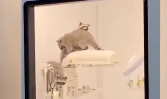 Captan a mapaches en instalaciones del ISSSTE en Acapulco | Video