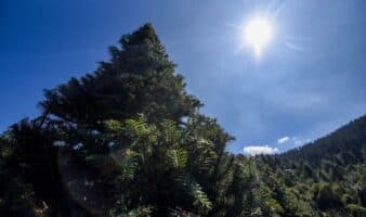 Deforestación mundial cae 15% gracias a América Latina