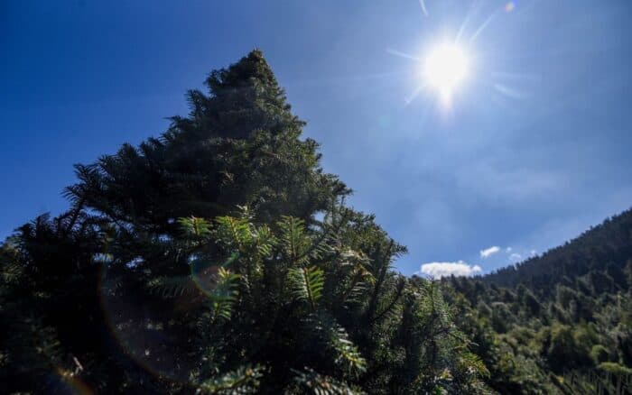Deforestación mundial cae 15% gracias a América Latina