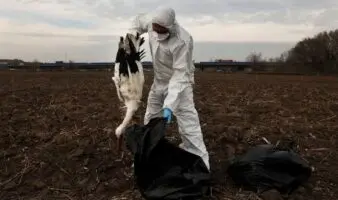 Cientos de cigüeñas caen muertas cerca de Madrid por gripe aviar | Galería