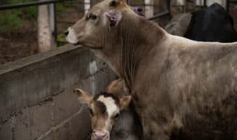 México activa emergencia de sanidad animal por gusano barrenador