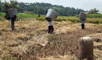 Gobierno federal anuncia apoyo económico para productores de arroz ante caída de precios internacionales