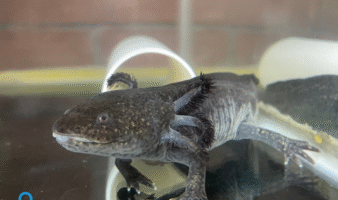 Restaurar el humedal | Xochimilco para recuperar el agua, los alimentos y el hogar del axolote