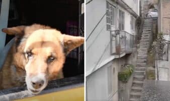 Rescatan a 'Lobito', perro lanzado 10 metros desde escaleras en Naucalpan