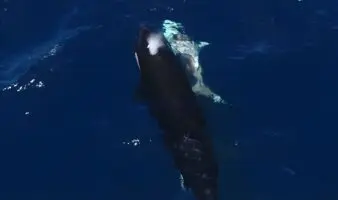 Científicos logran imágenes únicas de orcas depredando tiburones blancos juveniles en México | Estudio