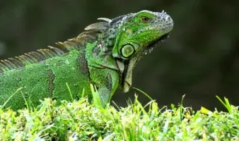 Iguanas caen congeladas de los árboles en Florida a causa del frío