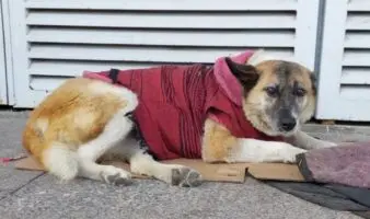 'Lobita', la perrita que ganó un amparo para poder vivir en hospital infantil de Michoacán