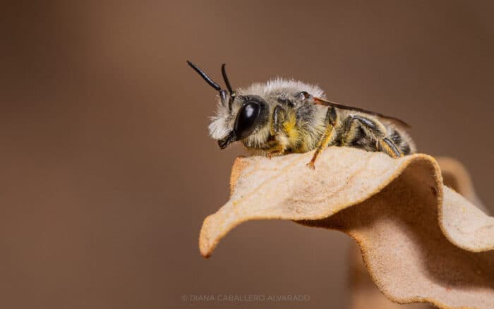 Diana Caballero documenta en un 'libro inquieto' la vida invisible de las abejas del Desierto de Sonora