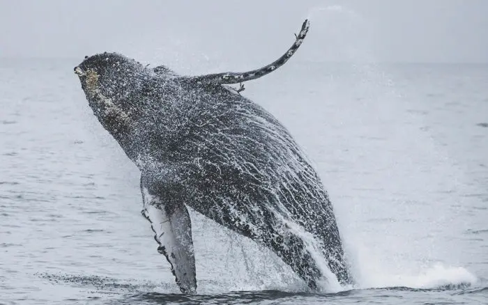 Ocean Futures Society exige a Semarnat acciones urgentes por muerte de ballenas jorobadas en Bahía de Banderas