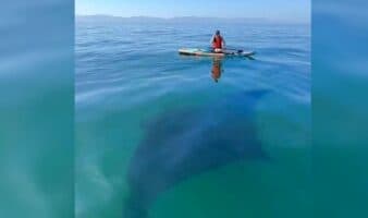 Nayarit | Avistan mantarraya gigante en Bucerías