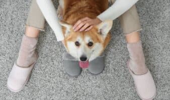 Estudio científico revela que los perros afectan a la calidad del aire en interiores