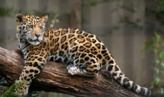 Semarnat implementa “estrategias” para la protección del jaguar en Yucatán
