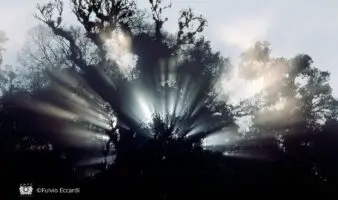 El Triunfo, donde la niebla sostiene la vida | Por Fulvio Eccardi