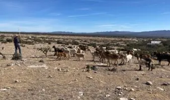 FAO y ONU impulsan agenda global sobre pastizales y comunidades pastoriles en 2026