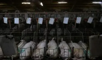 No son granjas: ONU expone la ganadería industrial en México