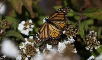 Mariposa monarca ocupa un 64% más de superficie de bosques en México durante la temporada 2025-2026