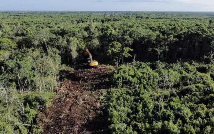WWF México y Banco Santander México buscan la restauración de la Selva Maya
