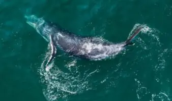 Sonidos, imágenes satelitales y paciencia: cómo la ciencia estudia a la megafauna marina que habita la mexicana Bahía de Banderas