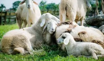 El cambio climático daña la capacidad reproductiva de la fauna: UNAM