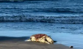 Derrame petrolero en Golfo de México sigue sin control; limpieza ha sido solo en playas turísticas: Greenpeace