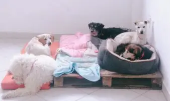 Avalan dar en adopción a 936 animales del Refugio Franciscano