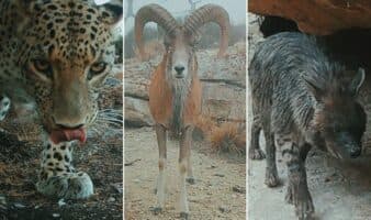 Unen esfuerzos contra la captura ilegal de especies migratorias