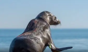 Rescate en Baja California: cría de lobo marino herida por pesca
