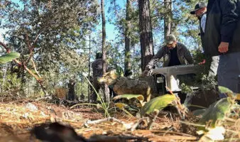Reintroducen al lobo mexicano en Durango tras medio siglo de ausencia en la Sierra Madre Occidental