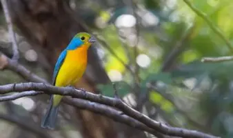 Audubon | Cinco proyectos que transforman las posibilidades de las aves y la gente en América Latina