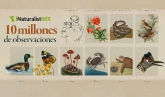10 millones de miradas a la naturaleza: México hace historia con iNaturalistMX
