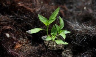 Tu cabello podría salvar al ajolote en Xochimilco