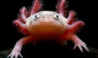 Aparece ajolote bajo un puente en Reino Unido; ¿cómo llegó ahí?